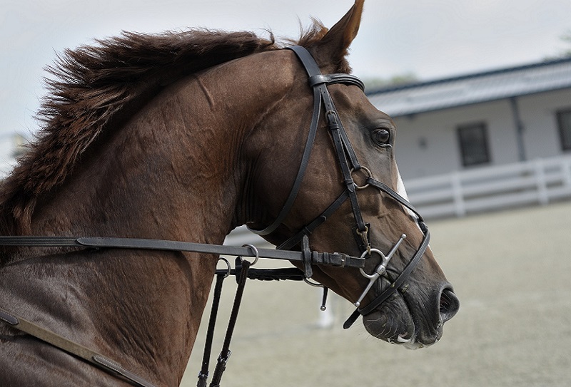 Desert Horse Riding in Dubai 1
