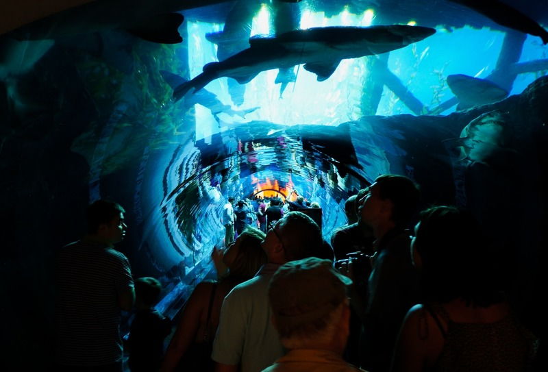 Dubai Aquarium & Underwater Zoo 1