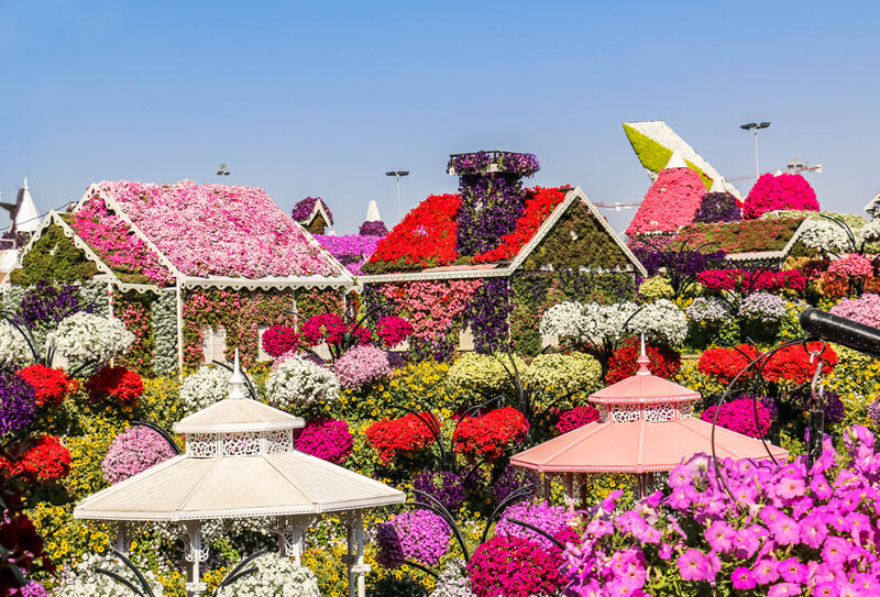 Dubai Miracle Garden (October – May) 1