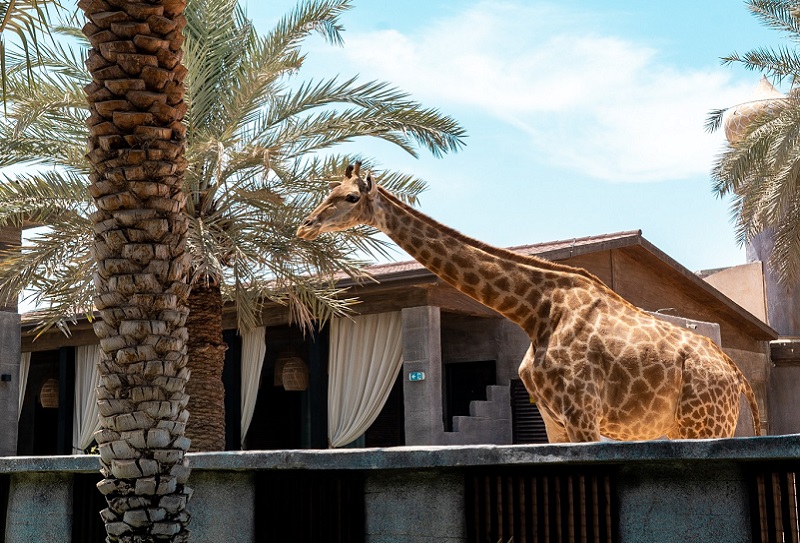 Emirates Park Zoo in Abu Dhabi 1